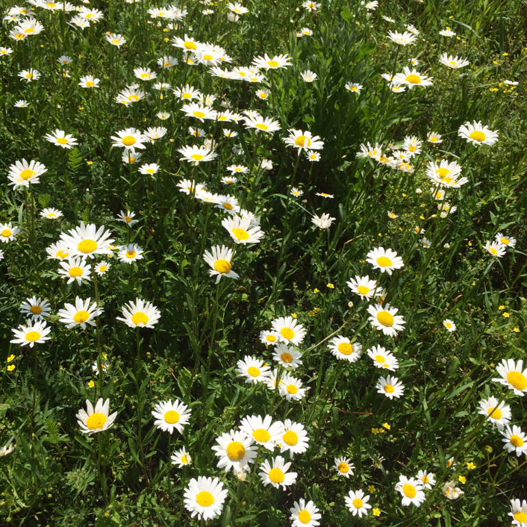 Июньские дачные фото зарисовки :)