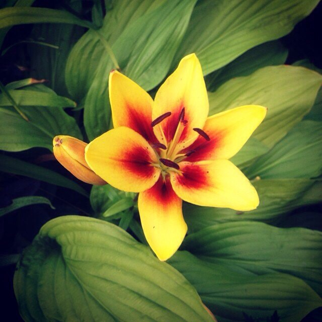 Лилии - хвастик