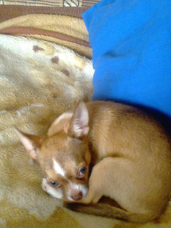 Мой Азазель.....