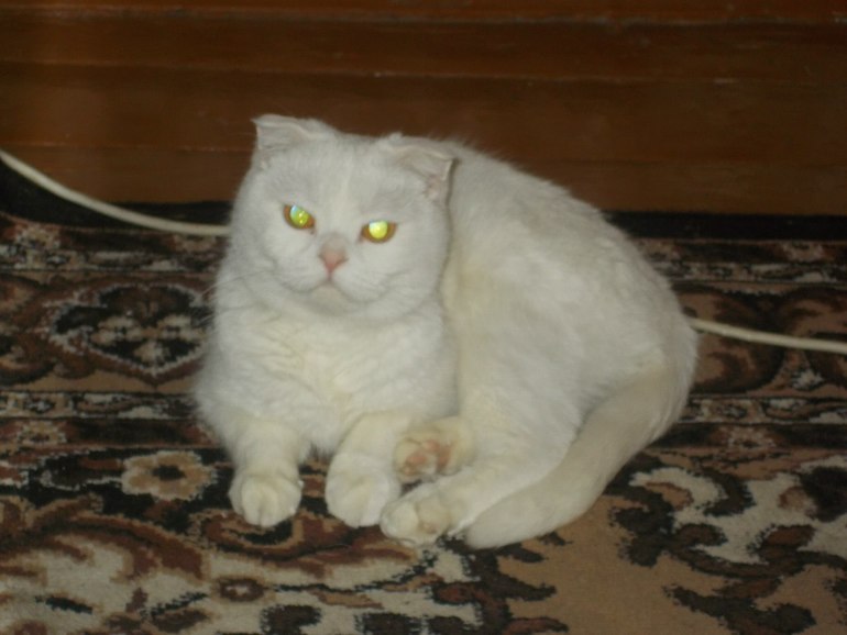 продаю шотландскую кошку г.Воронеж