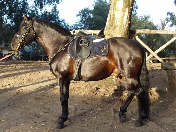 Верховая езда