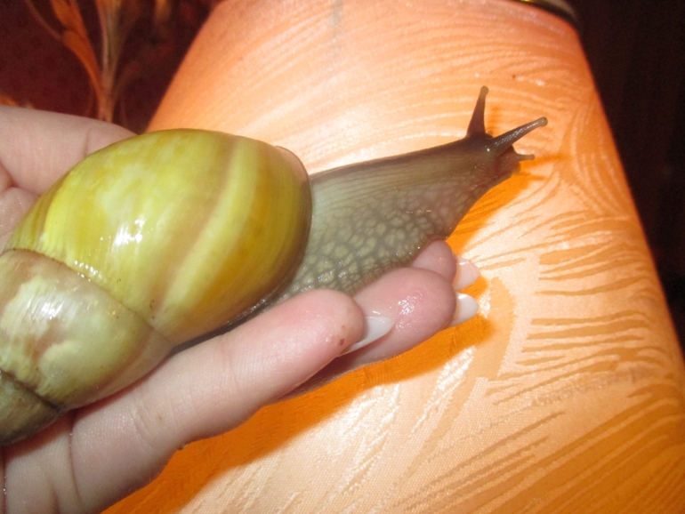 мои любимки))подросли уже)))