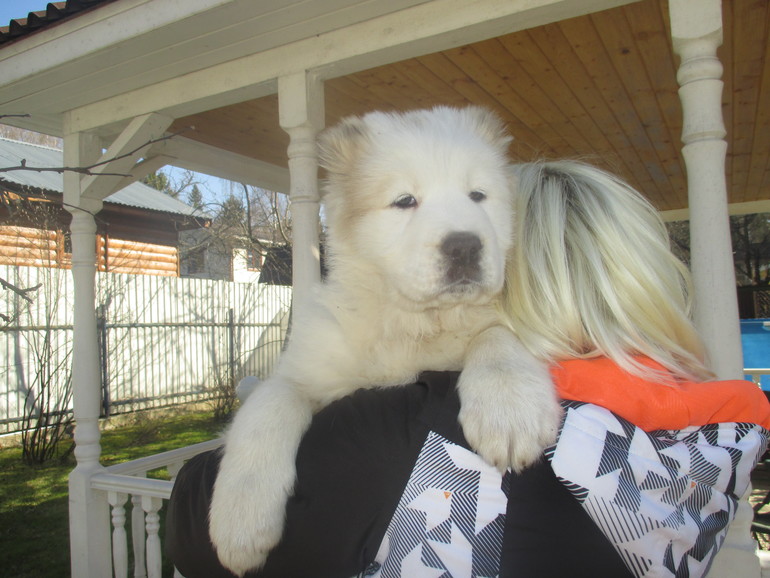 Эркана Шир Бузайна