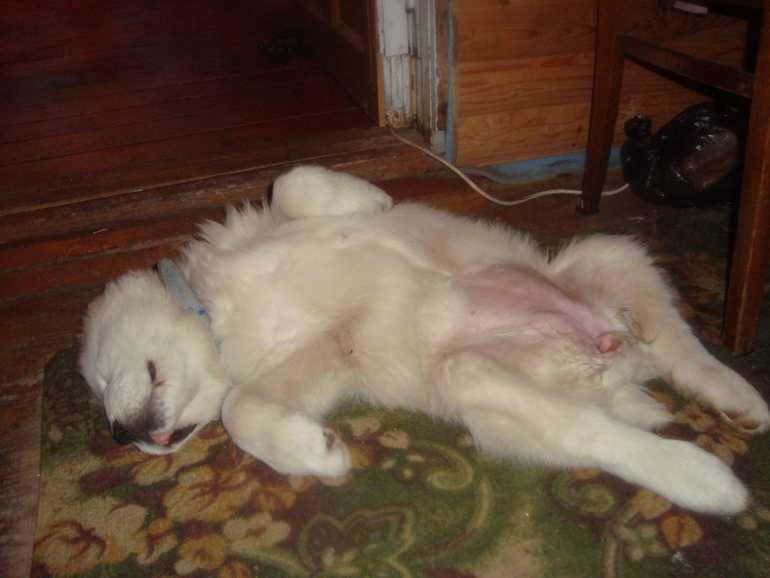 Эркана Шир Бузайна