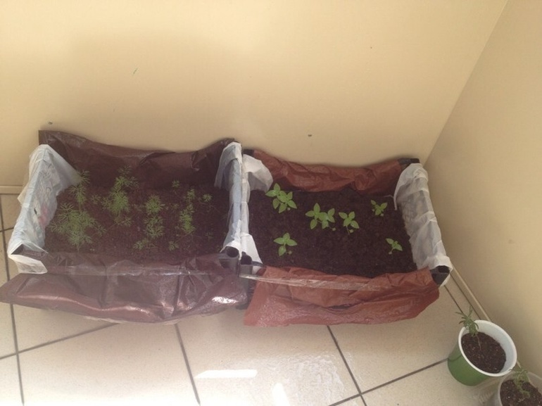 Мой любимый огородник:)))