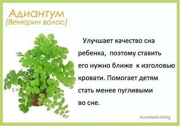 Комнатные растения в детскую - будьте здоровы!