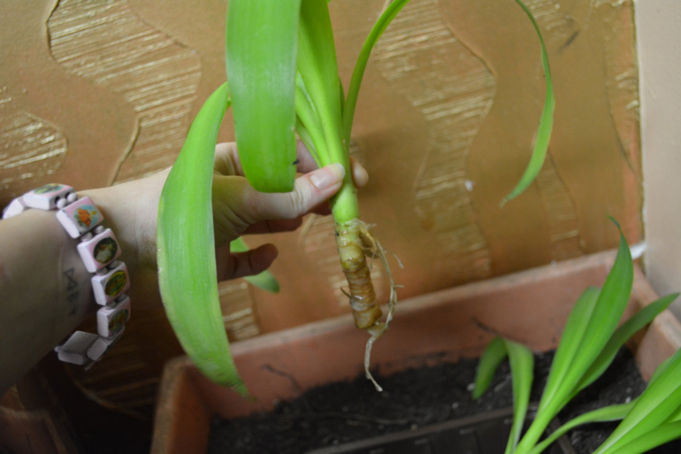 Юкка.. что с ней делать??