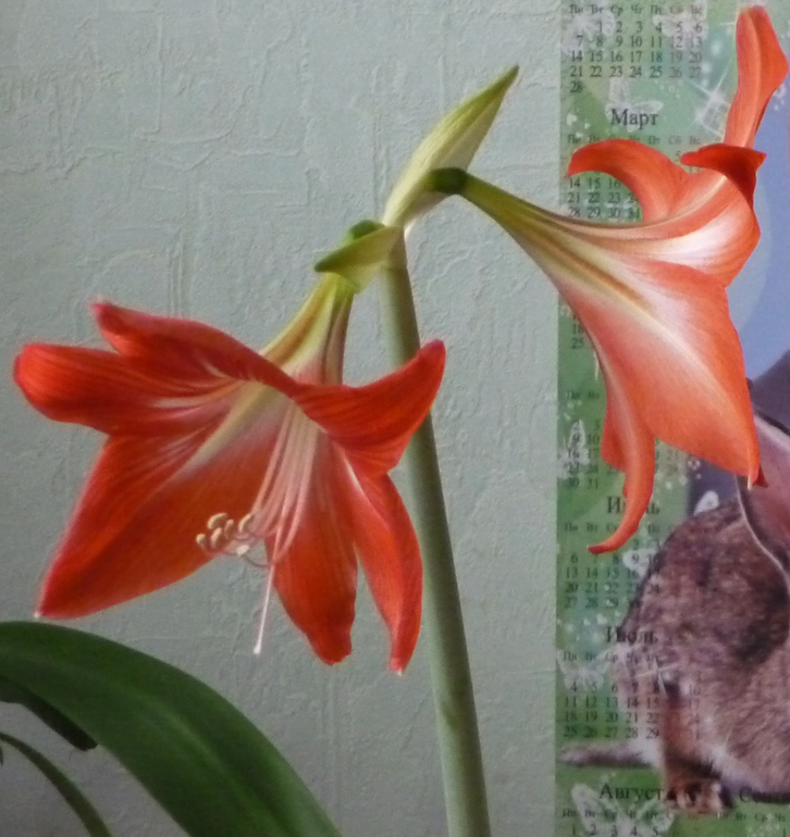 Обмен амариллис на пеларгонию