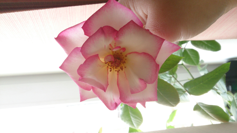 СНОВА О РОЗАХ!!!