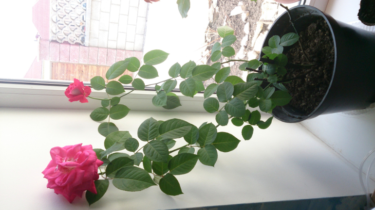 СНОВА О РОЗАХ!!!