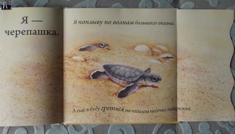 Кто спрятался? Иллюстрации Гая Троутона.