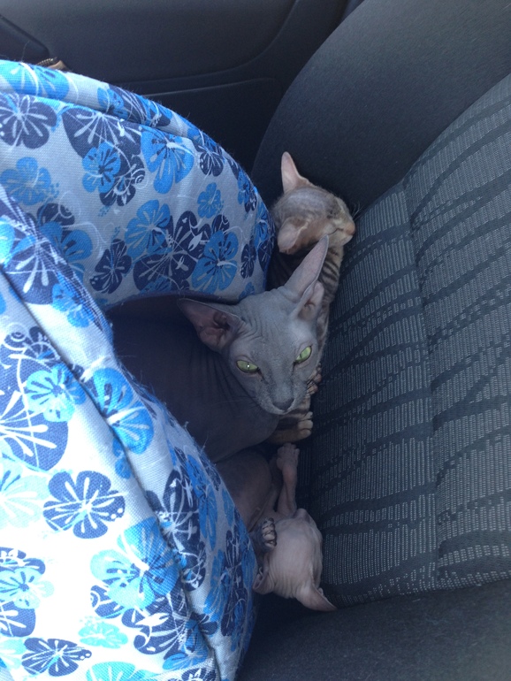 Покажу малышей!