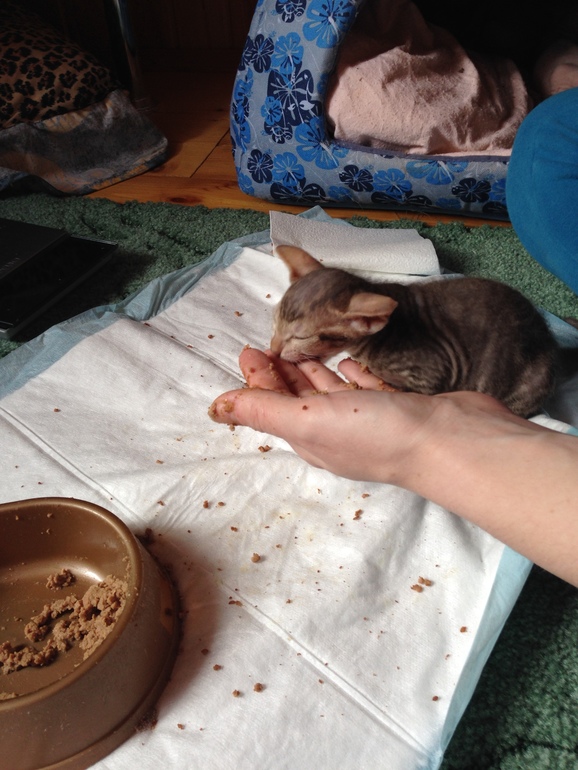 Донской сфинкс,Кекс