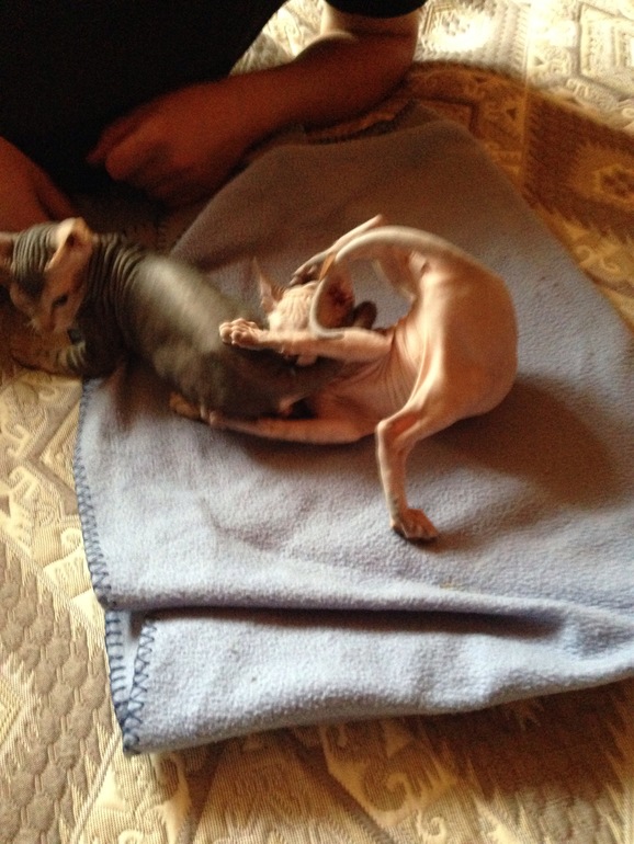 Семейство эльфов)