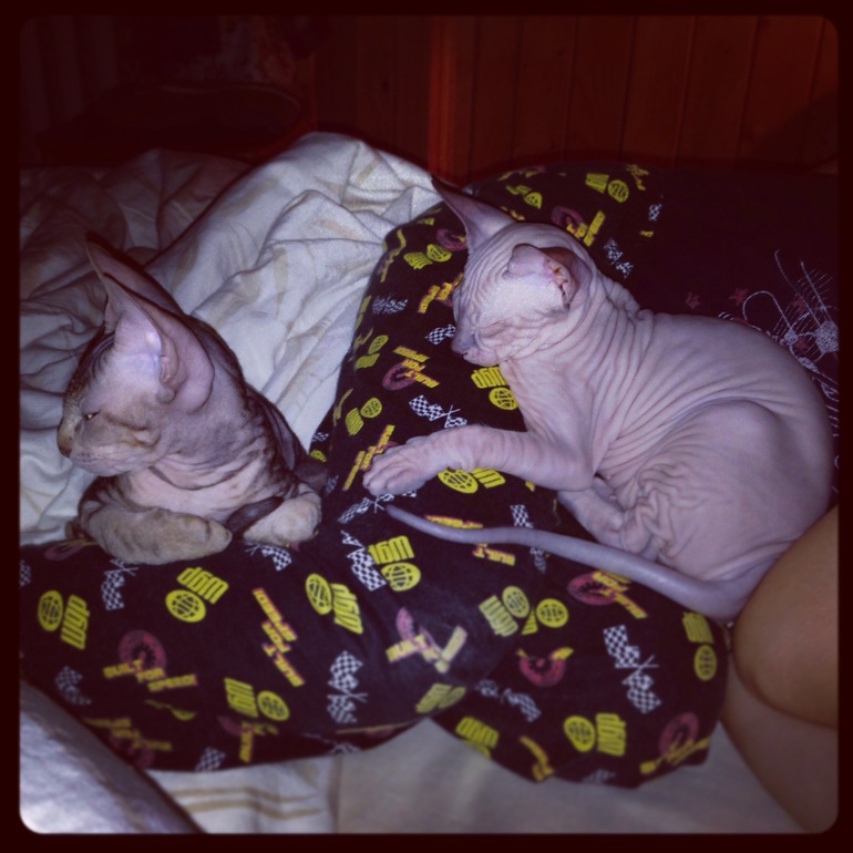 Семейство эльфов)