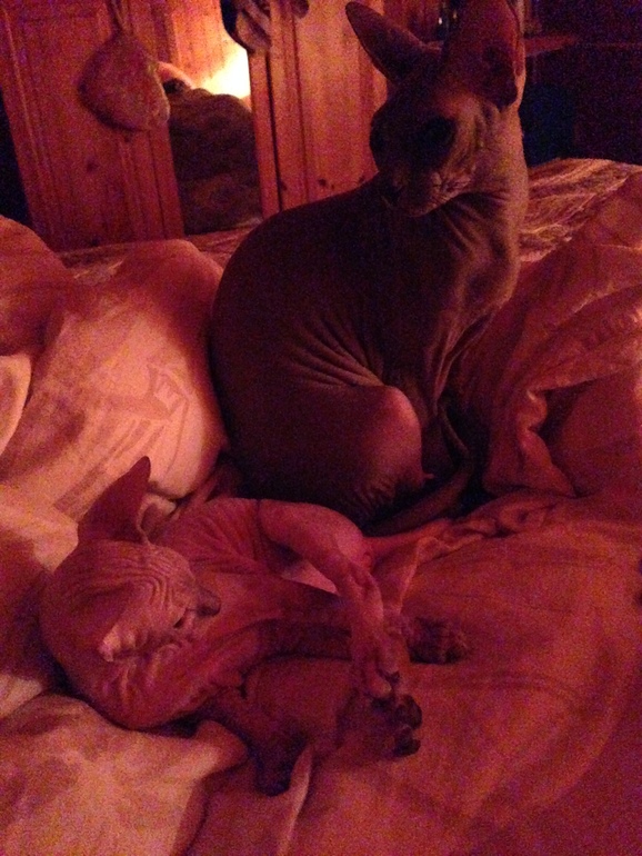 Семейство эльфов)