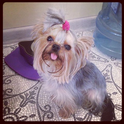 Про моих зверят)