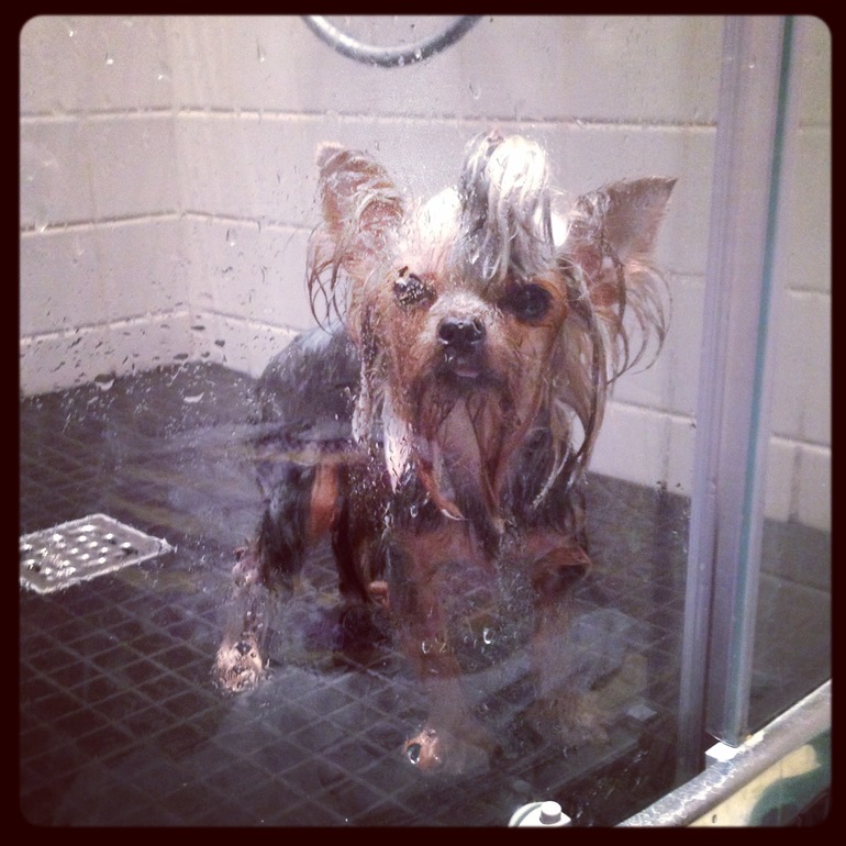 Мои зверята)))