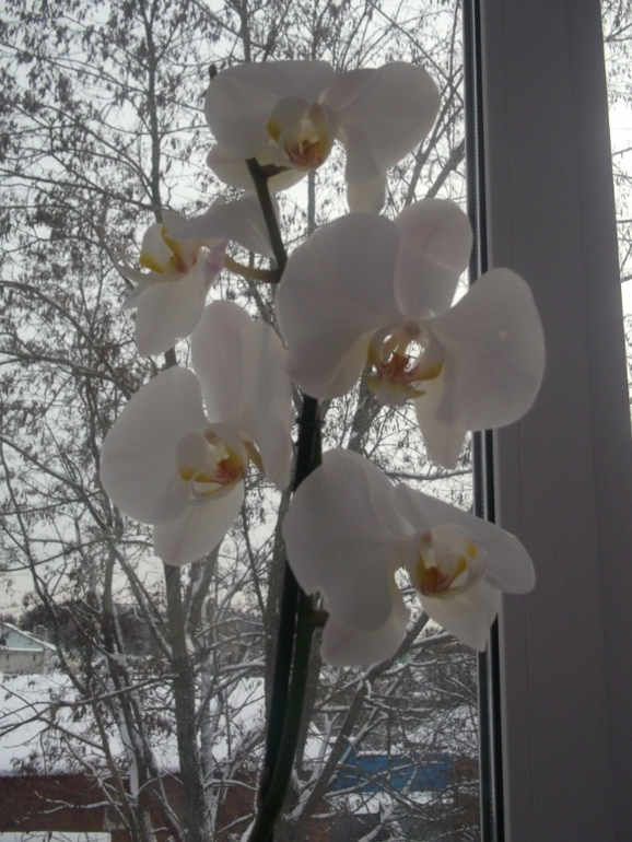 Опять я с вопросами по поводу орхидей