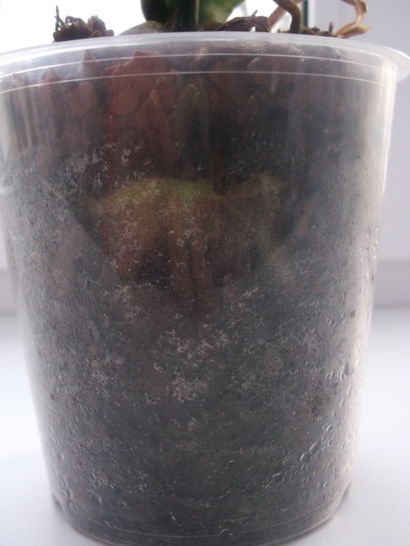 Опять я с вопросами по поводу орхидей