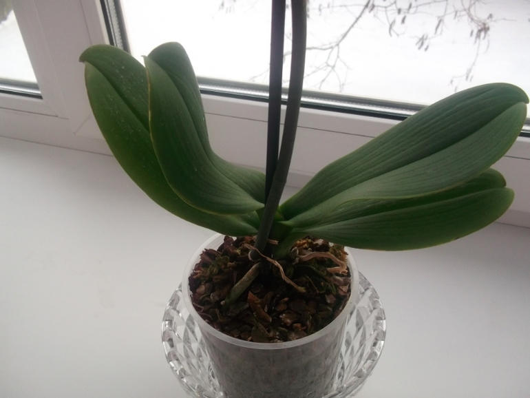 Опять я с вопросами по поводу орхидей