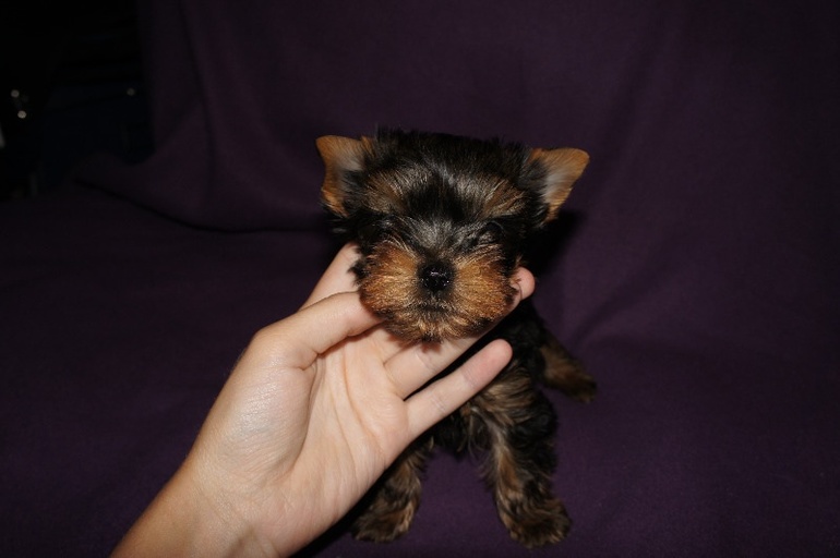 Наша красавица Белла Грация)))