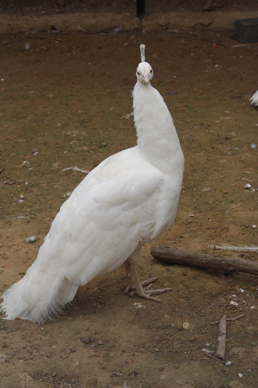 Поездка выходного дня!Парк птиц "Воробьи".