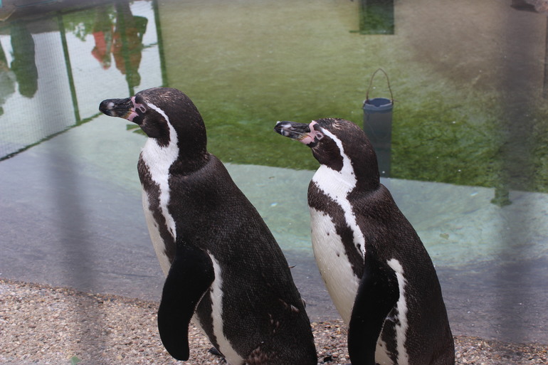 Поездка выходного дня!Парк птиц "Воробьи".