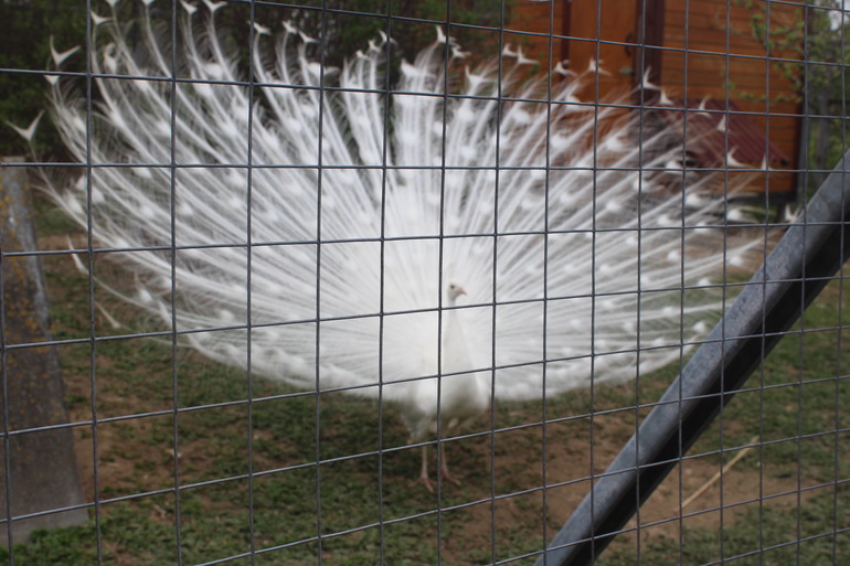 Поездка выходного дня!Парк птиц "Воробьи".