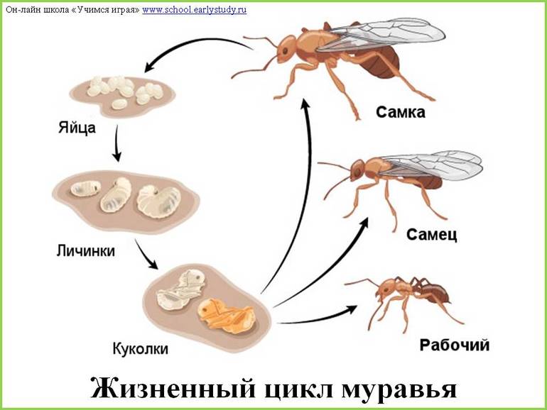 ТН Насекомые