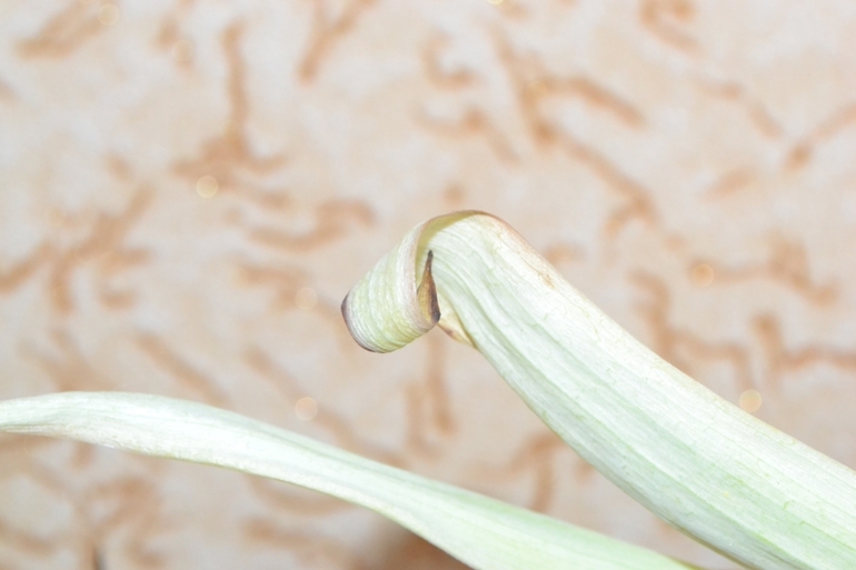 Тюльпан чахнет