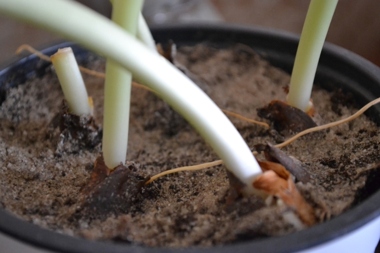 Тюльпан чахнет