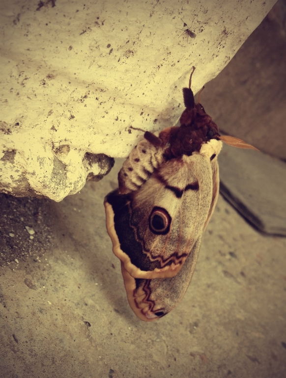 Страшный зверь!