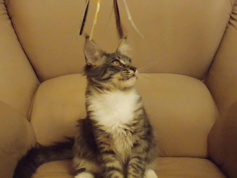 Знакомтесь) Моё счастье с кисточками!