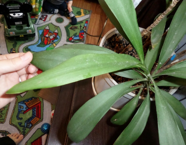 Что за цветочки? Подскажите...