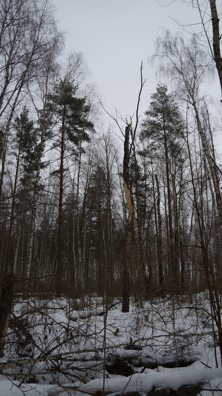 Следы