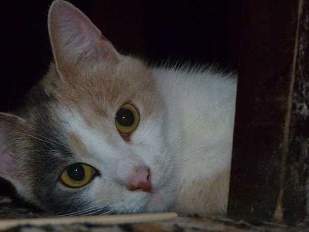 Мое трехцветное счастье...