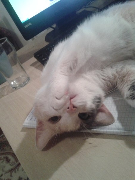 Мое трехцветное счастье...