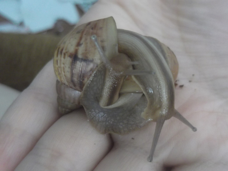 Любимые ахатины и кроль