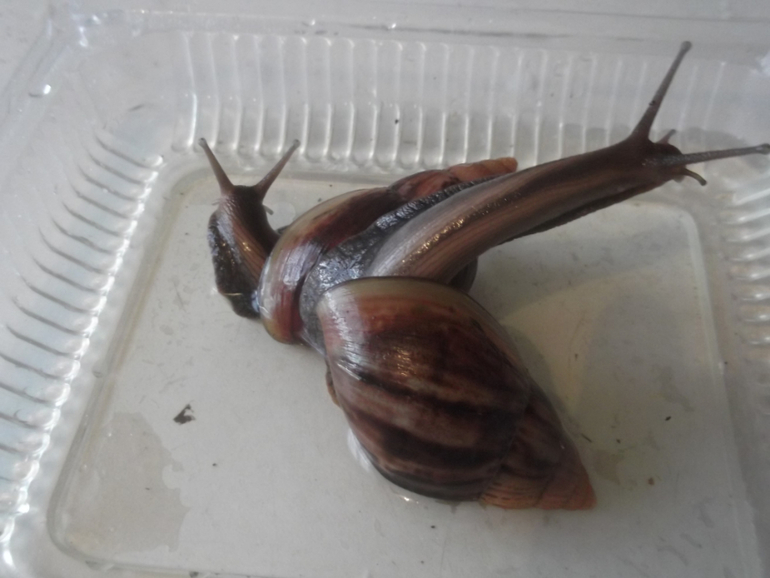 Любимые ахатины и кроль