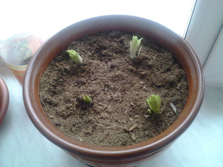 отгадайте что это?????????