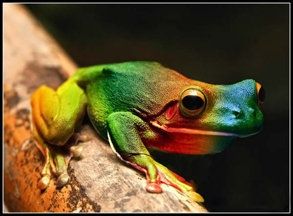 Приманочки для наших пернатых!!!)