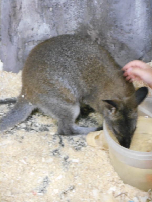 Лесное посольство)))