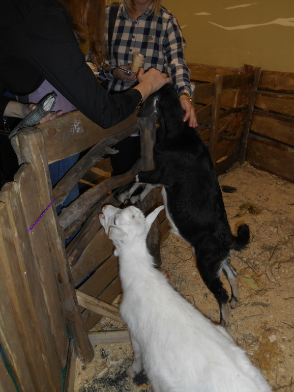 Лесное посольство)))