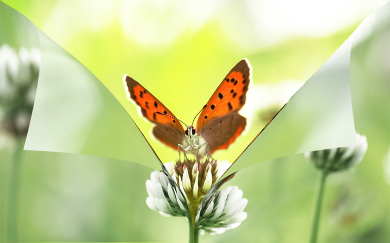 Контрольное задание № 39. "Загибаем картинку"