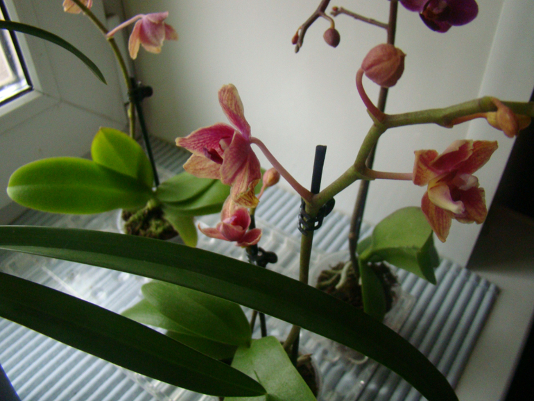 Новенькие! Три вопроса про цимбидиум.