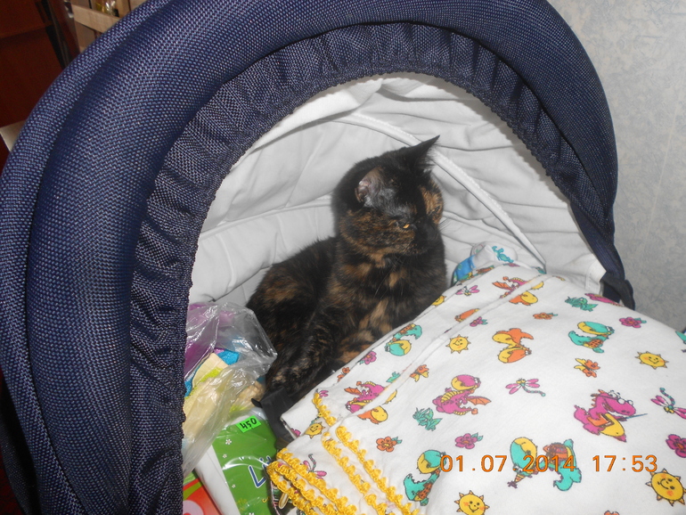 Моя кошка решила, что коляску купили для нее