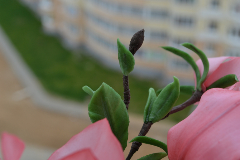 Магнолия......