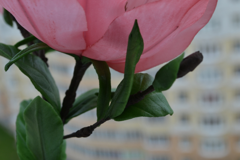 Магнолия......