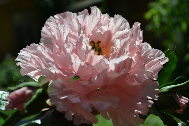 Розовый пион......